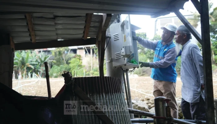 Listrik PLN Pangkas Biaya Petani Bawang Enrekang hingga 60 Persen, Produktivitas Ikut Melonjak
