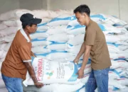 Produksi Beras Indonesia Naik di Tengah Ancaman Krisis Pangan Global, Stok Pupuk Subsidi Masih Aman