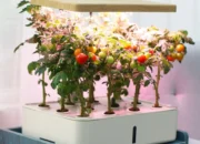 Berkebun di Rumah Tak Perlu Lahan Luas, AZKO Siapkan Solusi Lengkap