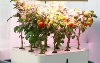 Berkebun di Rumah Tak Perlu Lahan Luas, AZKO Siapkan Solusi Lengkap