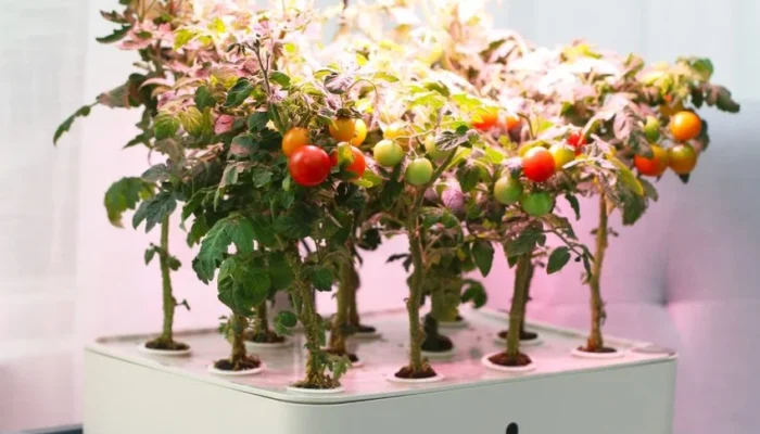 Berkebun di Rumah Tak Perlu Lahan Luas, AZKO Siapkan Solusi Lengkap