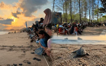 Pertamina Lepasliarkan 1.500 Tukik di Pantai Bajulmati Malang 6 Pertamina Lepasliarkan 1.500 Tukik di Pantai Bajulmati Malang