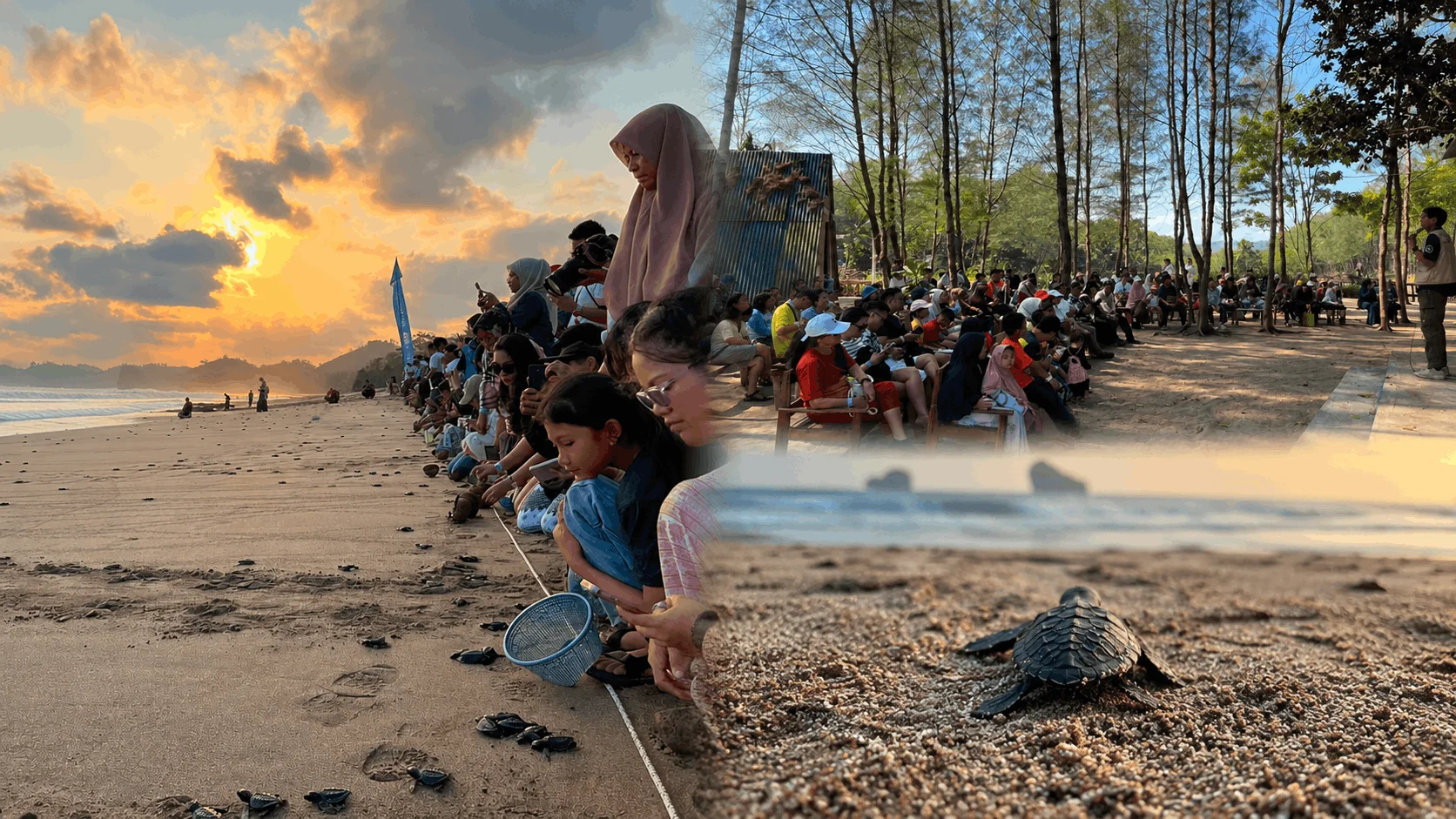 Pertamina Lepasliarkan 1.500 Tukik di Pantai Bajulmati Malang