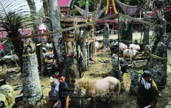 Retribusi Pemotongan Hewan pada Upacara Adat Toraja, Kontribusi Budaya yang Menguatkan PAD Toraja Utara 9 Hewan objek