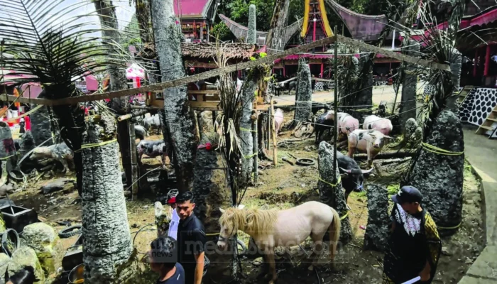 Retribusi Pemotongan Hewan pada Upacara Adat Toraja, Kontribusi Budaya yang Menguatkan PAD Toraja Utara