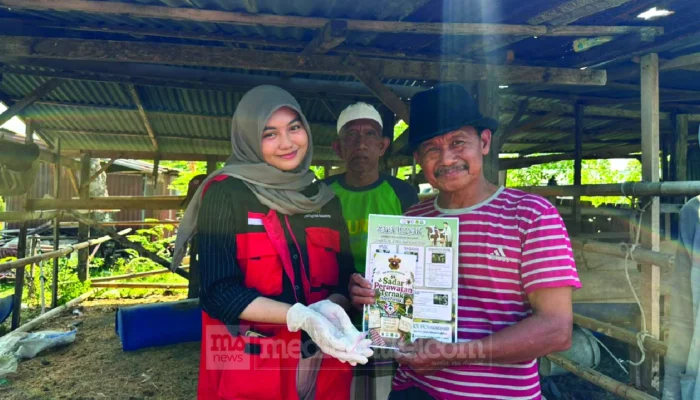 Mahasiswa KKN Unhas Gandeng BPP Baranti Tingkatkan Kesehatan Sapi Lewat Program SAPA TERNAK di Sidrap