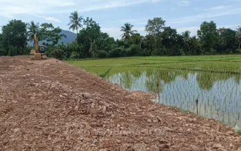 Timbun Sawah