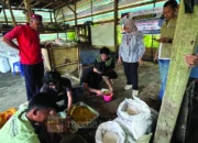 Unhas Ajari Peternak Bone Produksi Pakan Herbal, Tekan Biaya dan Tingkatkan Produktivitas Ayam