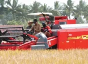 30 Combine Harvester Dikerahkan, Bupati Sidrap Pacu IP 300 Dongkrak Produksi Gabah 10 panen raya sidrap