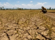 El Nino Bikin Sawah Mengering, Pemprov Sulsel Siapkan Sumur Bor dan Pompa Air untuk Petani 7 Sawah mengering akibat minimnya pasokan air di tengah ancaman El Nino.