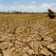 El Nino Bikin Sawah Mengering, Pemprov Sulsel Siapkan Sumur Bor dan Pompa Air untuk Petani
