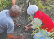 Mahasiswa KKN Unhas Kenalkan BIOWANI di Sidrap, Ubah Sampah Organik Jadi Kompos Lewat Biopori 9 Biowani