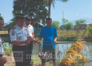 80 Kg Ikan Nila Dipanen WBP Lapas Polewali, Hasilnya untuk Pembinaan Kemandirian