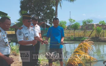 80 Kg Ikan Nila Dipanen WBP Lapas Polewali, Hasilnya untuk Pembinaan Kemandirian 3 Ikan Nila Lapas Polewali