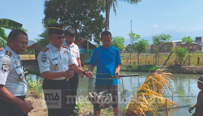 80 Kg Ikan Nila Dipanen WBP Lapas Polewali, Hasilnya untuk Pembinaan Kemandirian
