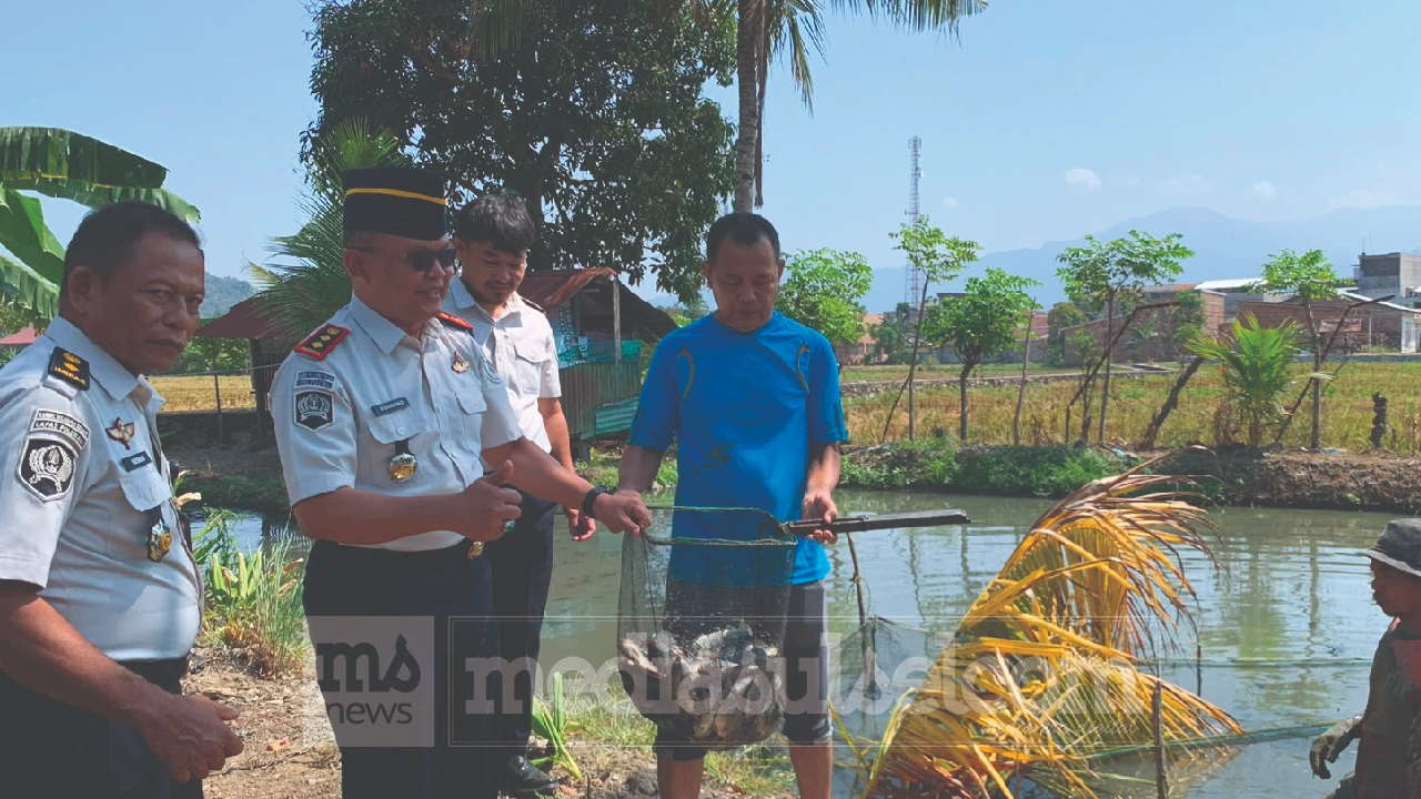 Ikan Nila Lapas Polewali