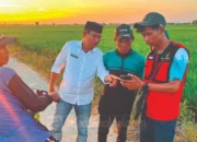 Mahasiswa KKN Unhas Petakan 1.303 Hektare Sawah di Sidrap, Data Digital Bantu Bantuan Petani Lebih Tepat Sasaran 10 Pemetaan lahan sawah