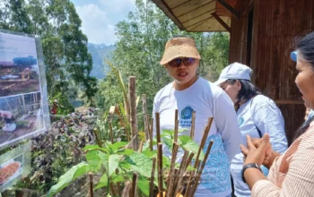 Dari Pekarangan, Ketahanan Pangan Keluarga Dibangun: TP PKK Toraja Utara Dorong Warga Jadi Produsen Pangan dari Rumah