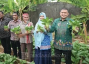 Camat Manggala Perkuat Urban Farming Bangkala untuk Ketahanan Pangan Warga 11 urban farming Bangkala