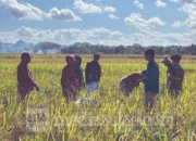 Dari 3 Jadi 5,3 Ton! Inovasi Mahasiswa Unhas Bikin Panen Petani Bone Meledak 9 Panen di Bone