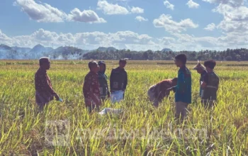 Dari 3 Jadi 5,3 Ton! Inovasi Mahasiswa Unhas Bikin Panen Petani Bone Meledak