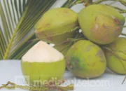 Hilirisasi Kelapa