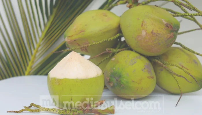 Tetra Pak Dorong Hilirisasi Kelapa Indonesia dari Manado