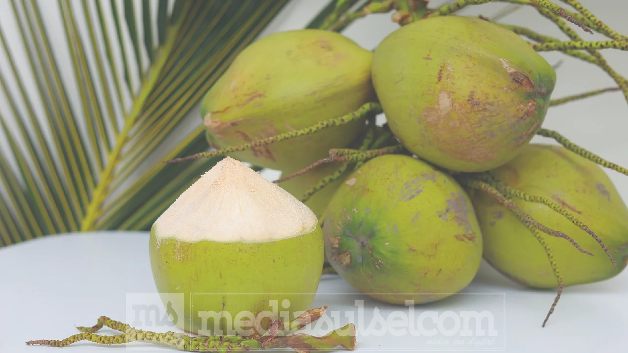 Hilirisasi Kelapa