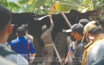 Pemkot Makassar Tertibkan Ternak dan Kandang Babi di Panaikang 3 penertiban kandang babi