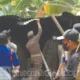 Pemkot Makassar Tertibkan Ternak dan Kandang Babi di Panaikang